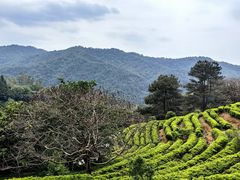 -雁南飞茶田景区