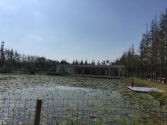 -上海长兴岛郊野公园