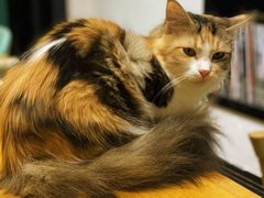 -猫色咖啡·猫咖
