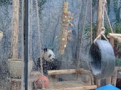 -深圳野生动物园