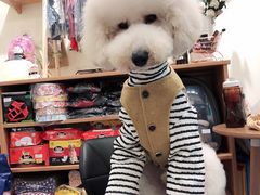 -小尾巴宠物店(万科·金域华庭店)