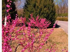 -永定河休闲森林公园