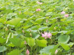 -保定东湖公园(莲池区)