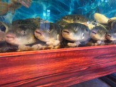 -肆月河豚·新淮扬(金融街店)