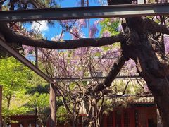 -红螺寺