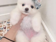 -宠伴小精灵宠物店(鼓楼店)