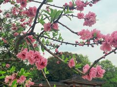 -西湖公园(鼓楼区)