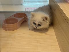 -爪爪喵星球·猫舍(前海卓越店)