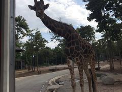 -清迈夜间动物园