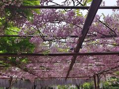 -嘉定紫藤园