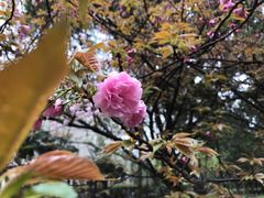 -武汉大学-樱园