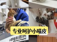 -御宝贝·A梦猫科宠物医院(国际猫友好医院)