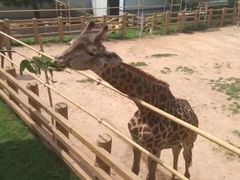 -西霞口神雕山野生动物世界