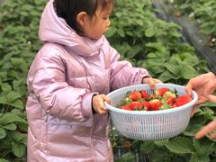 -小鱼草莓采摘园农家乐·小鱼餐厅