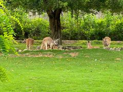-泉州海丝野生动物世界