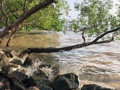 -宝安西湾红树林湿地公园