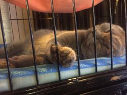 -飛凡TATTOO纹身•原创