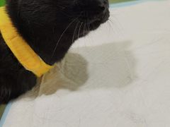 -辛巴宠物医疗中心·骨科·内分泌专科·心肾专科(亭林公园店)
