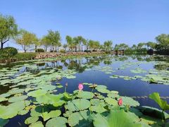 -无锡蠡湖国家湿地公园-蠡园