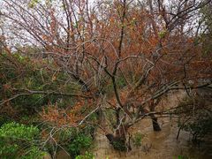 -宝安西湾红树林湿地公园