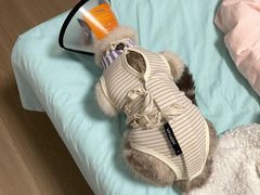 -关爱宠物医院·猫科中心·消化科(滨湖万达分院)