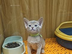 -欣宠猫屋·矮脚拿破仑·蓝金金渐层