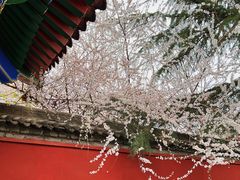 -西安市广仁寺