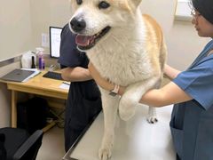 -爱妮康宠物医院·干细胞免疫细胞·肿瘤·心脏(张江店)