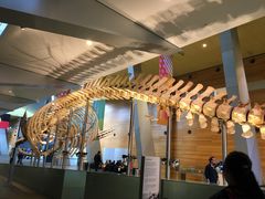 -墨尔本博物馆(Melbourne Museum)