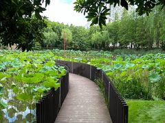 -陈家山荷花公园