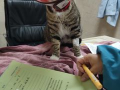 -动物缘宠物医院·骨科·猫科(西二环店)