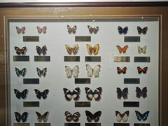 -上海昆虫博物馆