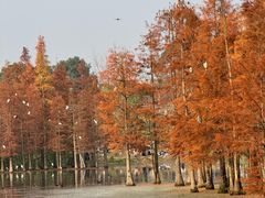 -白鹭湾湿地公园