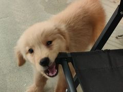 -小狗上班·狗咖·猫咖·小奶狗·摄影(南山店)