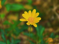 -金鸡湖桃花岛