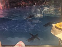 -帝企鹅自助餐厅•儿童岛•真企鹅(长隆企鹅酒店)