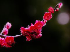 -红梅公园