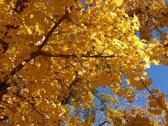 -三里屯东五街银杏大道