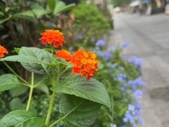 -星巴克臻选(嘉定疁城国际店)