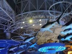 -烟台海昌鲸鲨海洋公园