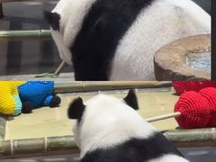 -栾川竹海野生动物园