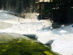 android_upload_pic-百鸟园