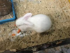 -上海大自然野生昆虫馆(东方明珠·爬宠昆虫探索中心)
