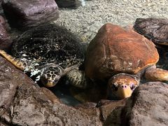 -杭州长乔极地海洋公园