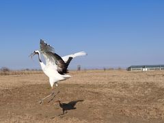 -盐城丹顶鹤湿地生态旅游区