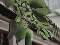 -竹子咖啡bamboo coffee