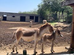 -青藏高原野生动物园