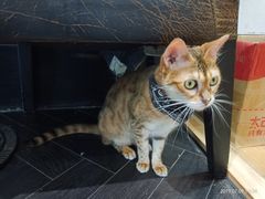 -猫色咖啡·猫咖