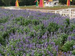 -松山湖梦幻百花洲