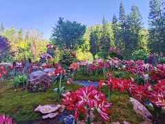 -深圳仙湖植物园